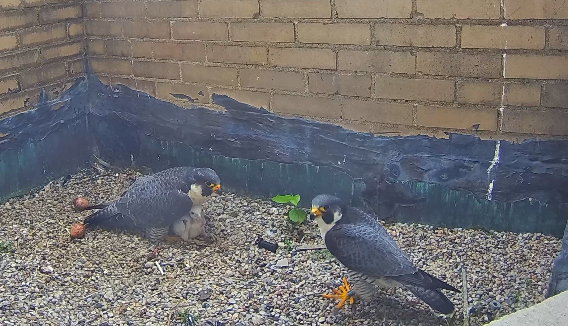 5_14_2024, 7_33_58 AM - Jackson County Tower Falcon Cam Verkada Snapshot