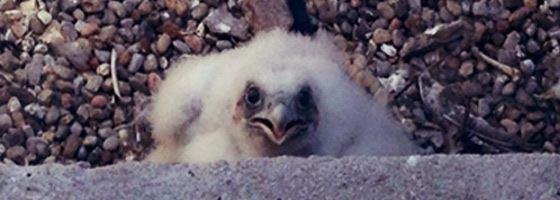 Falcon Chick (Taken May 23, 2014)