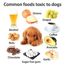 Foods Pets Shouldnt Eat