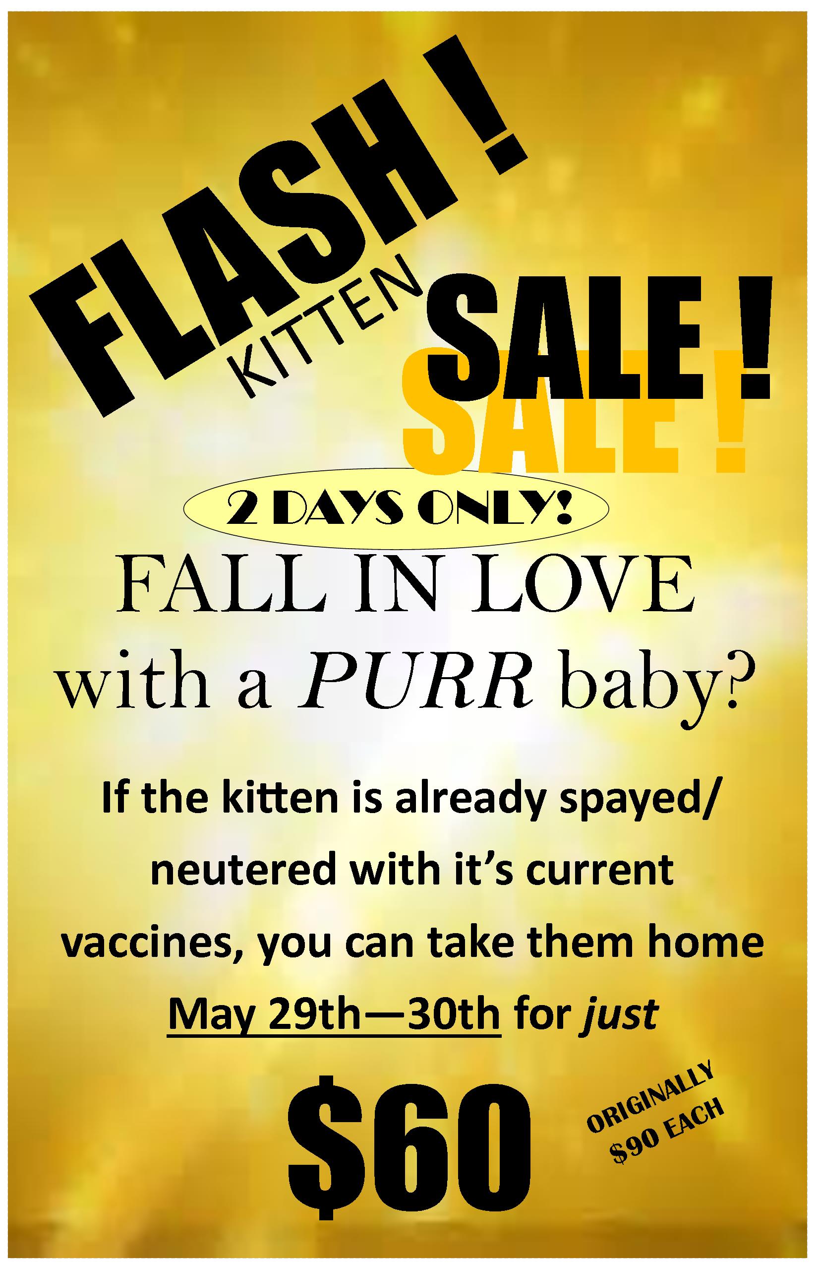 FLASH KITTEN SALE MAY 2018