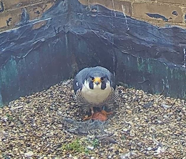 3_18_2024, First Egg 2024